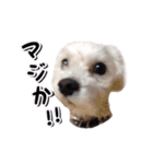 DONちゃんスタンプ（個別スタンプ：16）