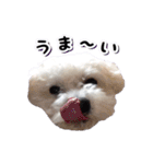 DONちゃんスタンプ（個別スタンプ：20）