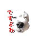 DONちゃんスタンプ（個別スタンプ：21）