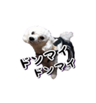 DONちゃんスタンプ（個別スタンプ：23）