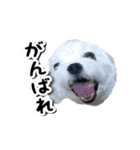 DONちゃんスタンプ（個別スタンプ：24）