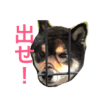 KeiraTV（個別スタンプ：4）