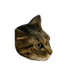 我が家の猫たち（ナカムラさん）（個別スタンプ：1）