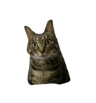 我が家の猫たち（ナカムラさん）（個別スタンプ：3）