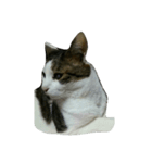 我が家の猫たち（ナカムラさん）（個別スタンプ：4）