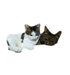 我が家の猫たち（ナカムラさん）（個別スタンプ：5）