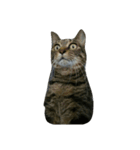 我が家の猫たち（ナカムラさん）（個別スタンプ：8）
