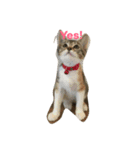 猫ミーナ（個別スタンプ：1）