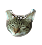 猫ミーナ（個別スタンプ：2）