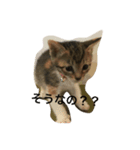 猫ミーナ（個別スタンプ：3）