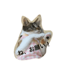猫ミーナ（個別スタンプ：4）