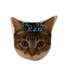 猫ミーナ（個別スタンプ：5）