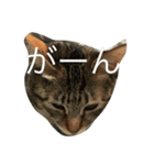 猫ミーナ（個別スタンプ：6）