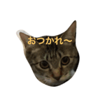 猫ミーナ（個別スタンプ：7）