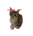 猫ミーナ（個別スタンプ：8）