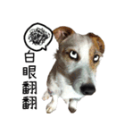 Little Prince POLY Dog（個別スタンプ：1）