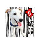 Little Prince POLY Dog（個別スタンプ：2）