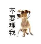 Little Prince POLY Dog（個別スタンプ：3）