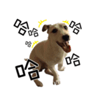 Little Prince POLY Dog（個別スタンプ：4）