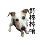 Little Prince POLY Dog（個別スタンプ：6）