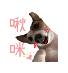 Little Prince POLY Dog（個別スタンプ：8）