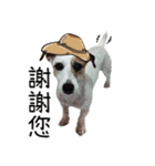Little Prince POLY Dog（個別スタンプ：9）