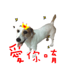 Little Prince POLY Dog（個別スタンプ：11）