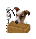 Little Prince POLY Dog（個別スタンプ：12）