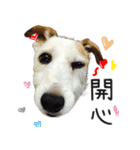 Little Prince POLY Dog（個別スタンプ：13）