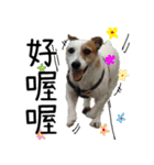Little Prince POLY Dog（個別スタンプ：14）