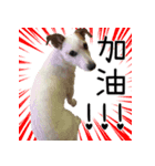 Little Prince POLY Dog（個別スタンプ：16）