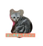 リロにゃんのご挨拶（個別スタンプ：1）
