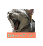 リロにゃんのご挨拶（個別スタンプ：3）