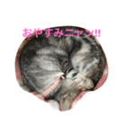 リロにゃんのご挨拶（個別スタンプ：4）