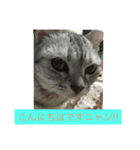 リロにゃんのご挨拶（個別スタンプ：5）