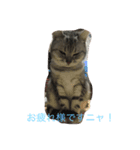 リロにゃんのご挨拶（個別スタンプ：6）