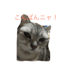 リロにゃんのご挨拶（個別スタンプ：7）