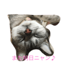リロにゃんのご挨拶（個別スタンプ：8）