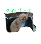 ちょこちゃん！（個別スタンプ：8）