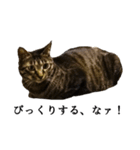 元野良猫の吾作（個別スタンプ：1）