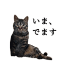 元野良猫の吾作（個別スタンプ：2）