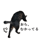 元野良猫の吾作（個別スタンプ：4）