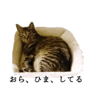 元野良猫の吾作（個別スタンプ：5）