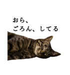 元野良猫の吾作（個別スタンプ：6）