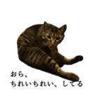 元野良猫の吾作（個別スタンプ：8）