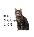 元野良猫の吾作（個別スタンプ：9）