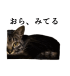 元野良猫の吾作（個別スタンプ：10）
