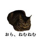 元野良猫の吾作（個別スタンプ：12）