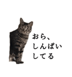元野良猫の吾作（個別スタンプ：13）