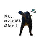 元野良猫の吾作（個別スタンプ：14）